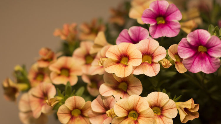 花期|3种“懒人”花,开花漂亮花期长,不用多管,家里养出一个小花园