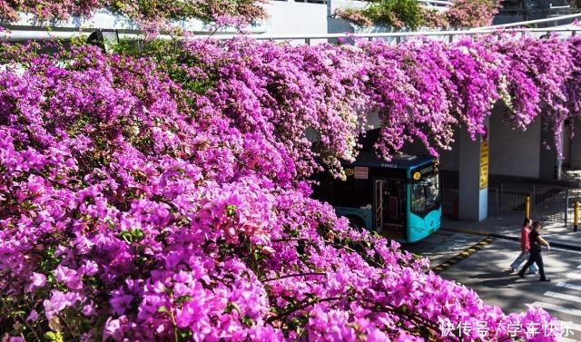 5种盆栽最怕冷,秋末赶紧搬屋里,不然冻成一坨“鼻涕”!