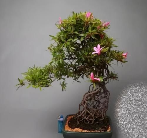  提根盆景的制作并不难，但做到了极致，以根代干，可以从头美到脚