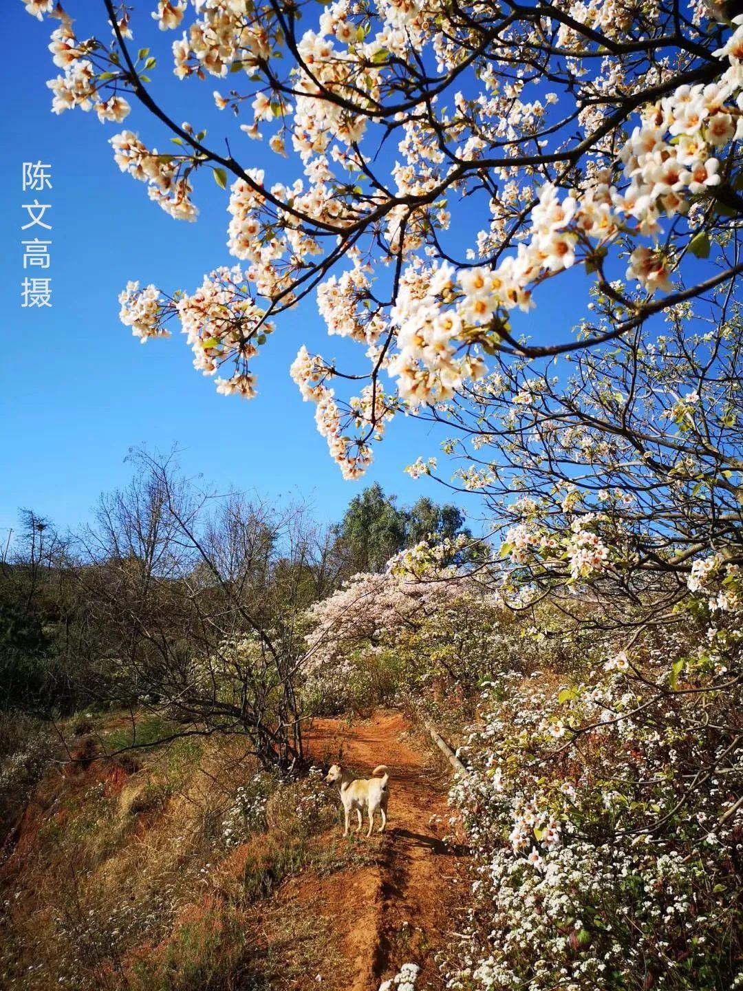 看一看|春风吹得百花艳，拍花归来镜头香ll奇美东川