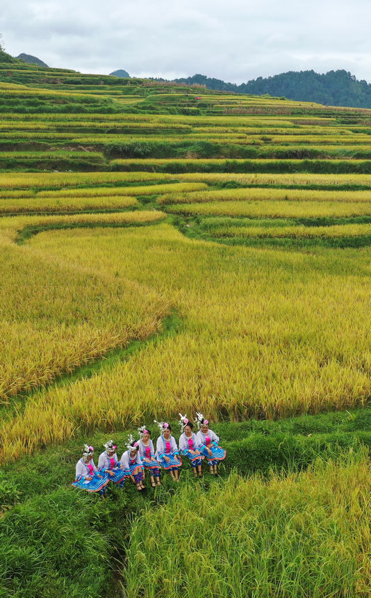 黄金甲|贵州：梯田处处皆美景 满坡尽披“黄金甲”