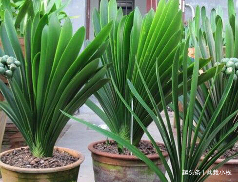 君子兰怕“3高”,怪不得一直不开花,避开后花开大如盘