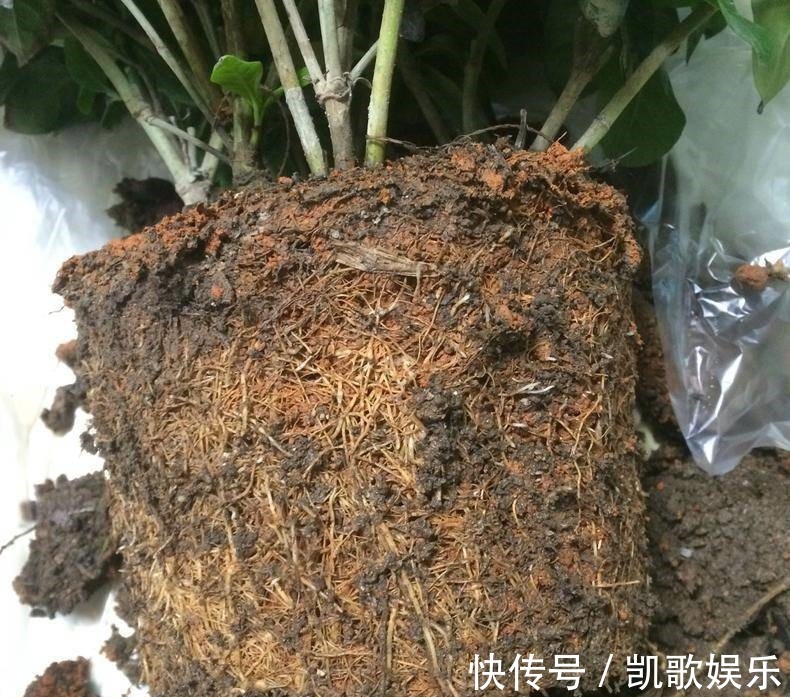 茉莉花|刚买的栀子花、茉莉花，哗哗掉叶子，学会3招，花苞又多又香