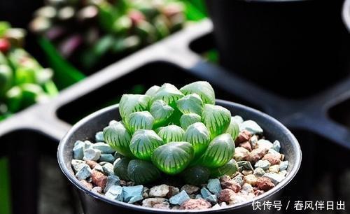 多肉植物|天热了，夏天养多肉植物，5种情况别浇水，很多花友都弄错了