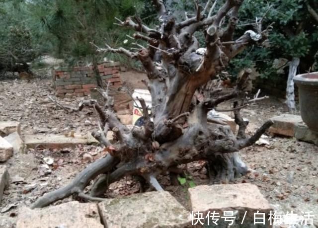 卷柏|山坡下,有2种野生的“盆景树”,茎干弯曲、奇特,比卷柏珍贵