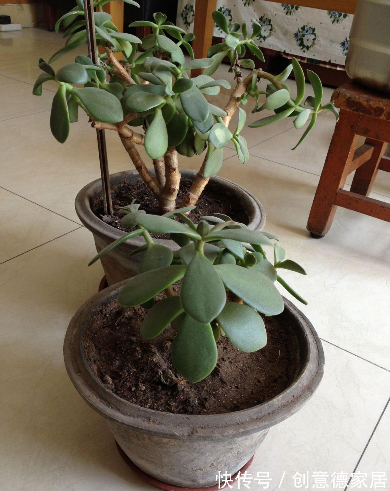 叶片|玉树枝叶疯长,杂乱没精神该怎么办?从这4方面入手改造就够了