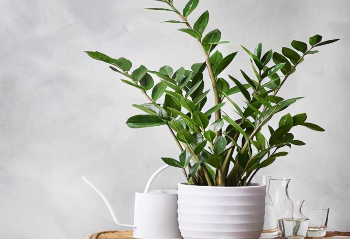 泼辣花|谁说养花难?4种“泼辣花”,扔在土里就生根,繁殖一片小崽子