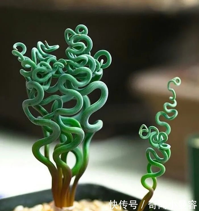 漂亮|20个难得一见的多肉植物,每一个都漂亮极了
