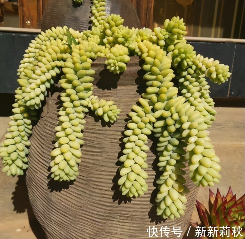 坛子|十多年前的老坛子,收集起来打孔改造,用来种多肉可不是一般的美