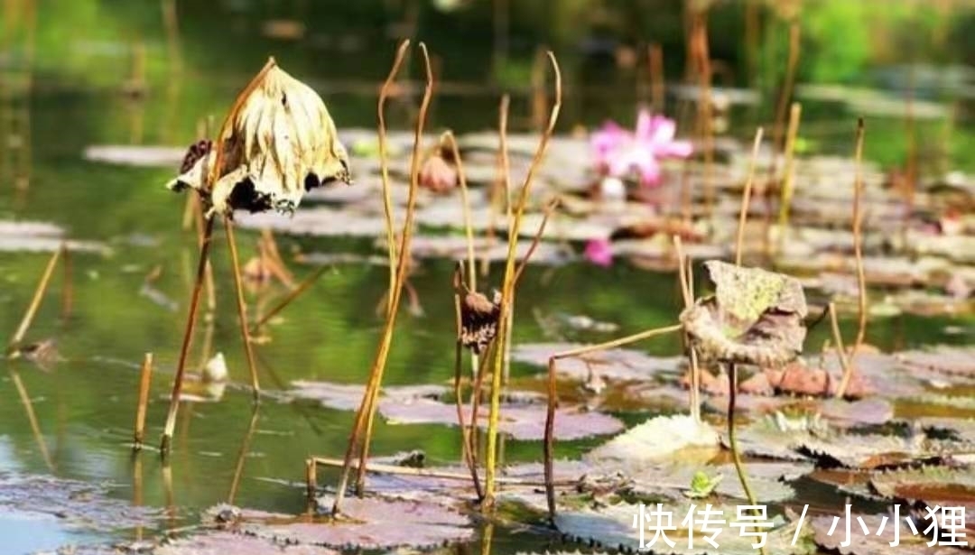 雨声$让李商隐引以为傲的一首诗,连林黛玉都称赞,后两句尤其美妙