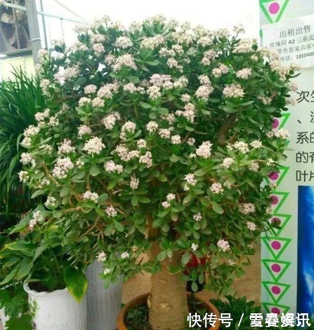 苍劲|4种“便宜花”，多修剪少浇水，养成高价盆景，价格翻倍