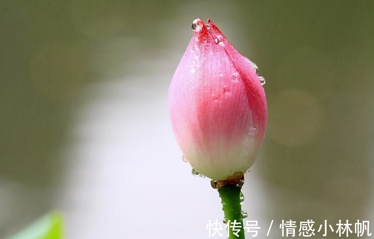 明兰&情商低的人,开口闭口不离这三句话,遭人嫌弃