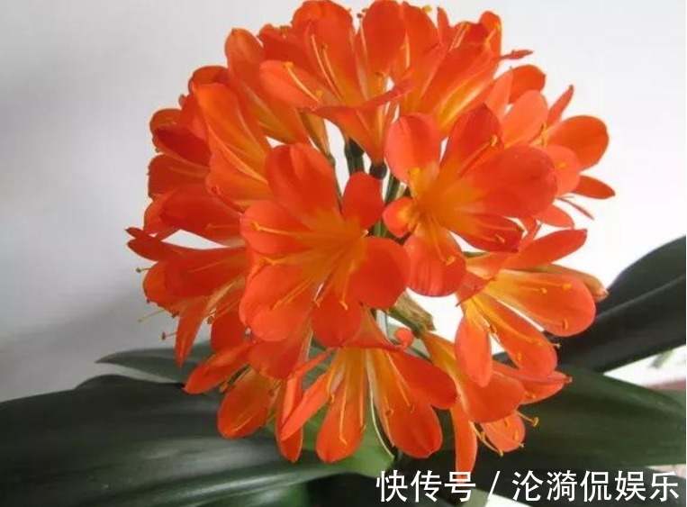 君子兰|养君子兰“不要等 ”,盆里加“1物”,快速出箭开出“大花球”!