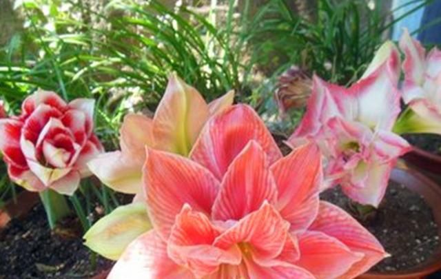 种球|此球根花卉美丽非凡,简单好养,年年都可开花,现在种还不晚