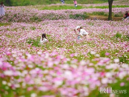 快来打卡！光谷现200亩“水彩”花海