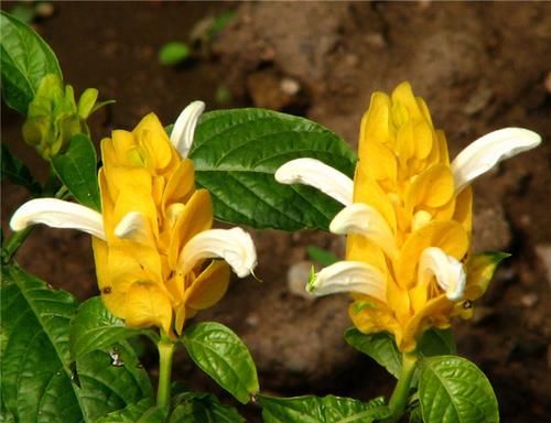 养花试试这几款，花样俏丽，姿势美丽，家里养一盆，漂亮极了