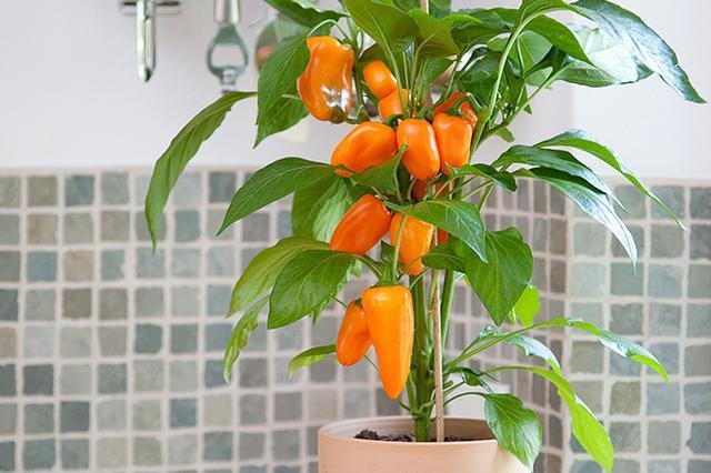 好看又能吃的辣椒，在阳台盆栽一颗吧，每次都能结果很多