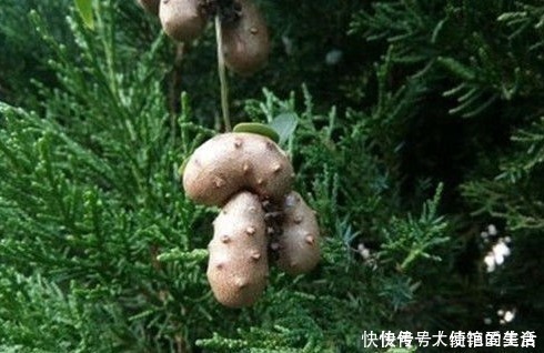 生姜|树上长的生姜,养生得多吃,农村没人要,城里300块1斤抢着要