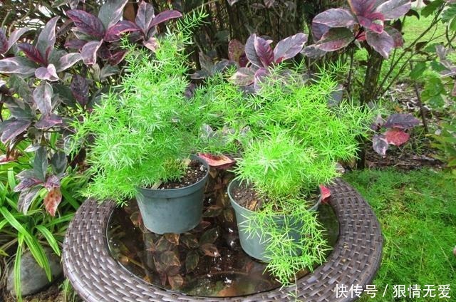 文竹、武竹和松叶武竹三“兄弟”,颜值高,哪种养护难度高!