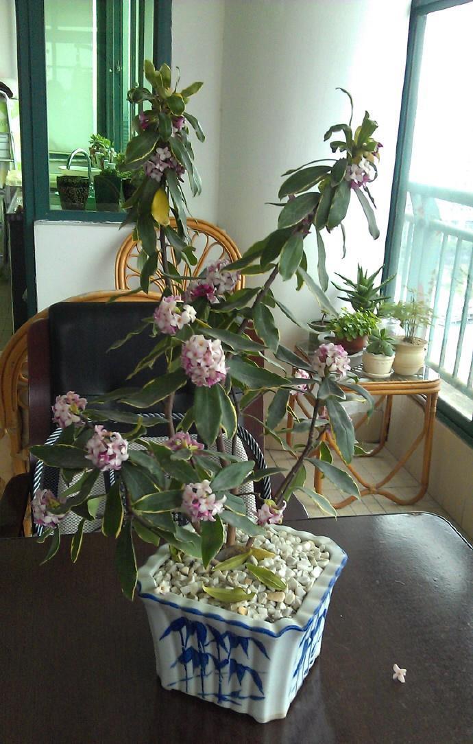 传统名花“金边瑞香”,注意4个问题,养的倍棒,花香溢满屋