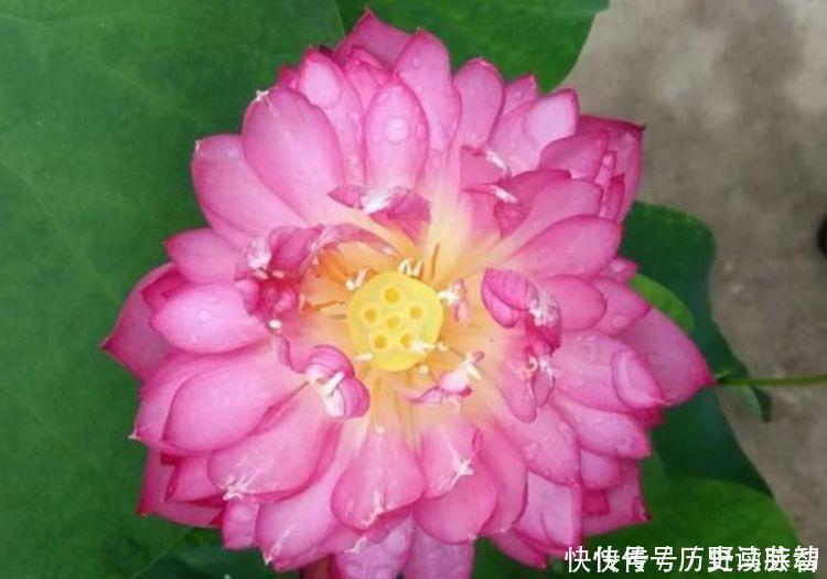 养人|4种花好养易活,旺财又养人,家里养一盆,满屋飘香