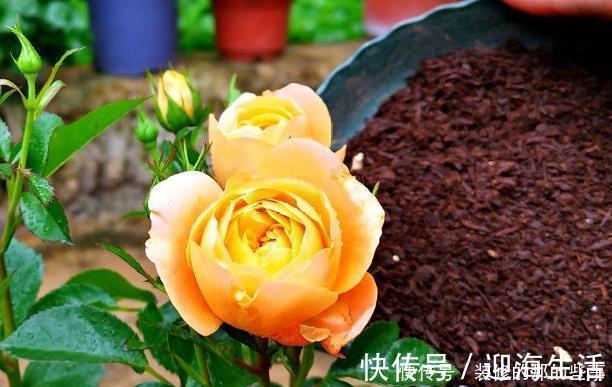 枝条|养月季,不可偷懒,牢记“2件事”,开花不断,花期久