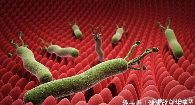  中医|中医：一种“天然养胃药”，白开水里扔几颗，修复胃黏膜！