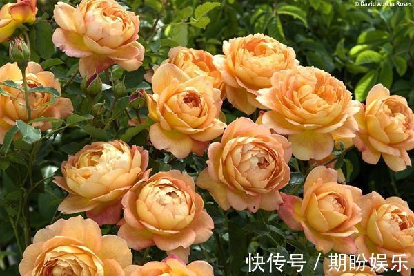 此花花朵硕大,花期长,花量大,花味幽香,适合养护