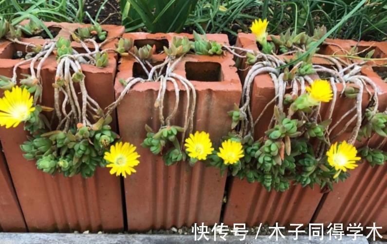 红砖|搬两块砖回家养花吧！过程有趣，效果喜人