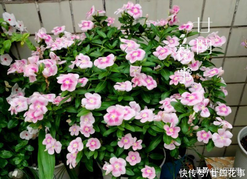 太阳花|懂花的人，喜欢在夏天养10种花，有香有色，越热长得越欢实