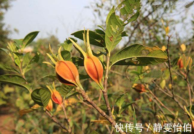 黑发|女性常吃此1物,补血、黑发、抗衰老,妇科病也不来扰