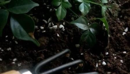 养花就用松针土，养啥旺啥，自己在家就能做，比买来的营养土好