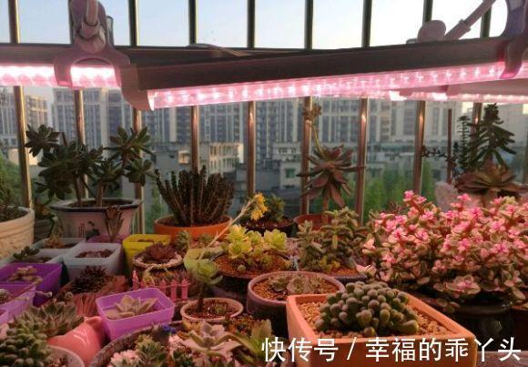 肉肥|养多肉的花友,在12月份都在做“3件事”,多肉肥美胖成球