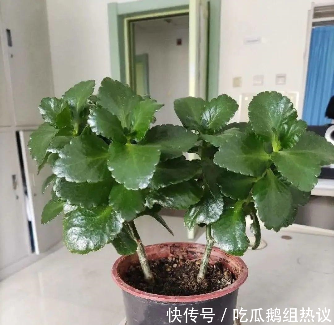 种花|9种花，夏天休眠了，一定少浇水，否则越浇越死