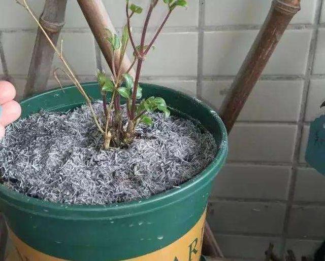 此物在农村满大街都是,却没人要,带点回家,养花的神器