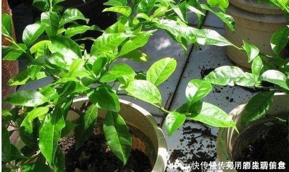 花盆|室内养花，有6个“禁忌”，犯1个也活不久，看你中了几个！