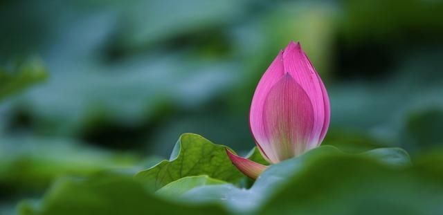 不请自来|多少人败在不会做人牢记四字真言,人生少有灾祸,福气不请自来
