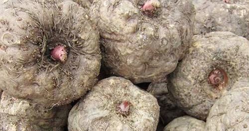 血糖稳定|糖尿病“福音”,别嫌它丑,是“天然胰岛素”,常吃血糖稳易长寿