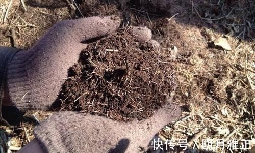 养分|松针发酵腐熟做营养土,为什么要选择生松针,不宜选择干松针?
