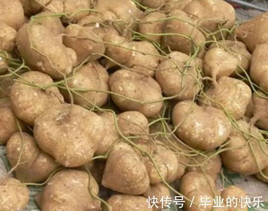 葛薯|梧州这种土货正大量上市！你有多少年都没吃过了？
