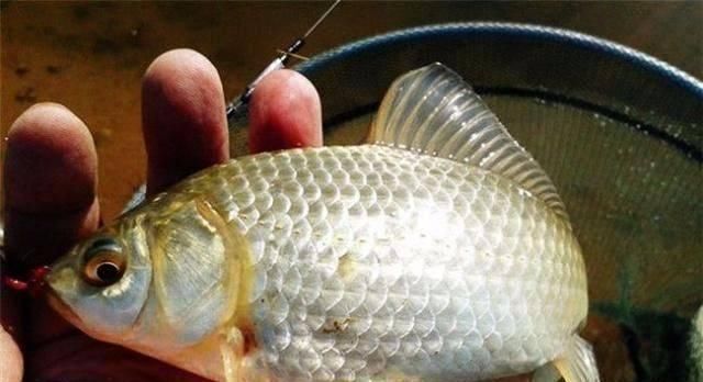 温差|春钓时,每天这两个时间段钓鱼都是连竿,许多钓友竟然还在睡觉