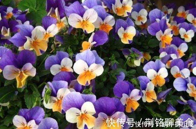 花海|夏天就养4种花，好养易活，开花多，开花200天，家里开成花海！