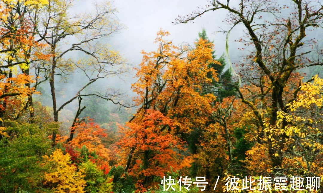 川西|秋日自驾川西秘境这几个景点，迷醉在川西高原色彩斑斓的金秋