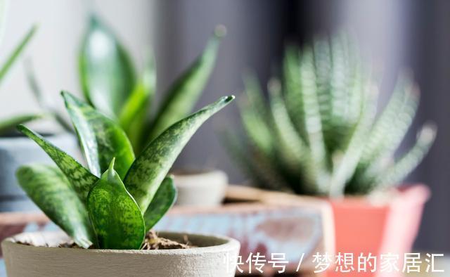 技巧|虎皮兰好养,学会了以下技巧,花纹还能随意变换,提升观赏价值