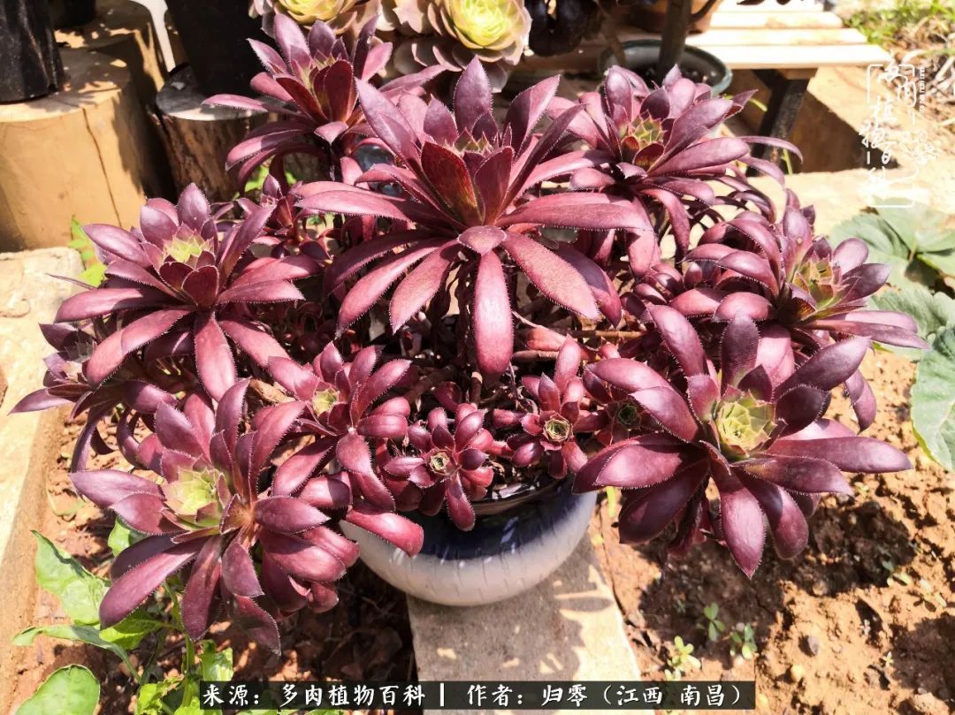 肉肉|人生转个弯，在小院遇见落入凡间的多肉小精灵！