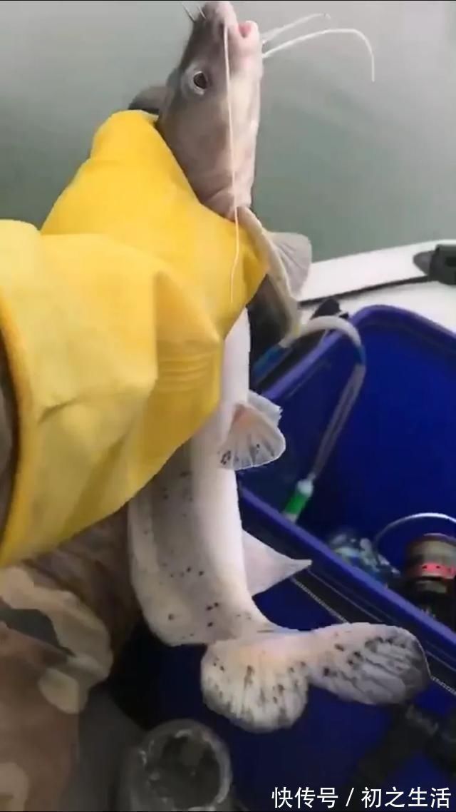 充气艇|这种是我国最贵的淡水鱼品种之一,很多人即使钓到都舍不得吃