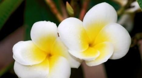 胖子|痰湿、寒痰、痰热有什么区别?又该怎么调理?胖子必须清楚