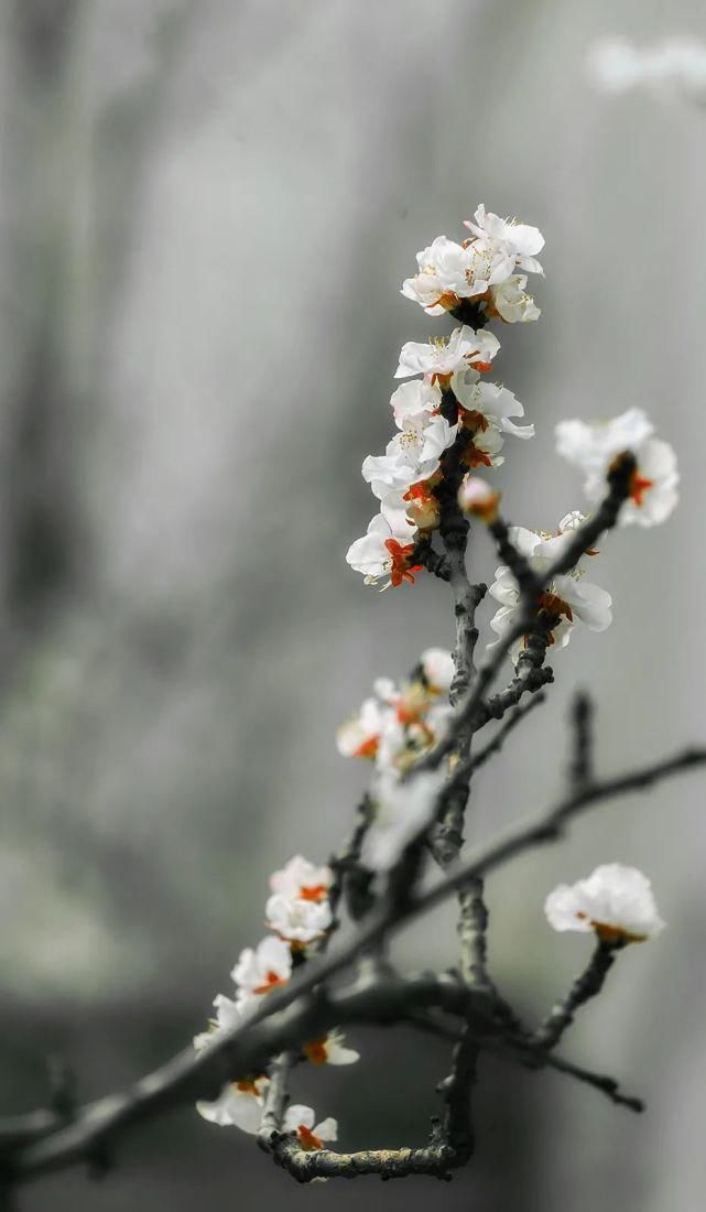 又是一年春意暖,杏花枝头闹