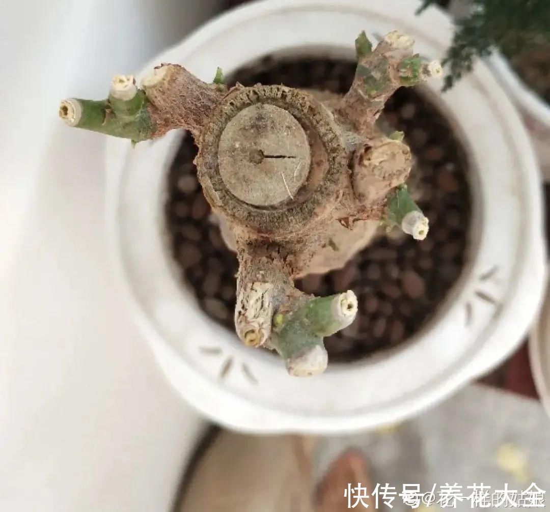 养花大棚倒闭,“贵货花”路边扔了一地,后悔没带个大麻袋