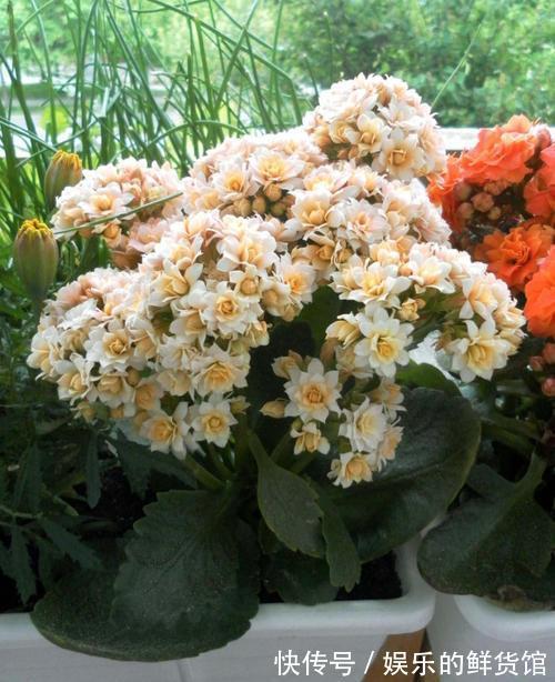 关键|3种“养不死”的花,适合新手,不只是好养,关键很漂亮